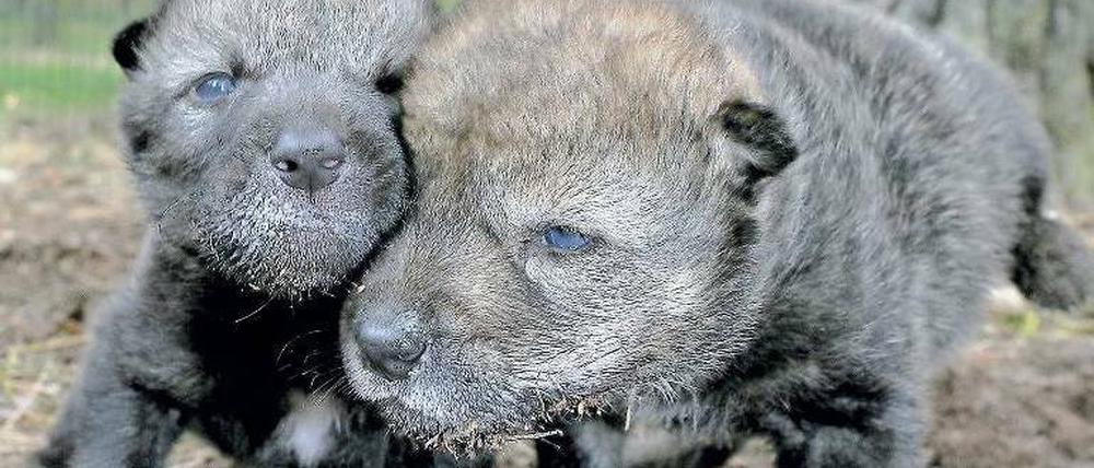 Kleine Räuber. Der Wildpark Schorfheide ist bekannt für seine Wölfe – allerdings leben sie hier in einem weitläufigen Gehege. Foto: ZB