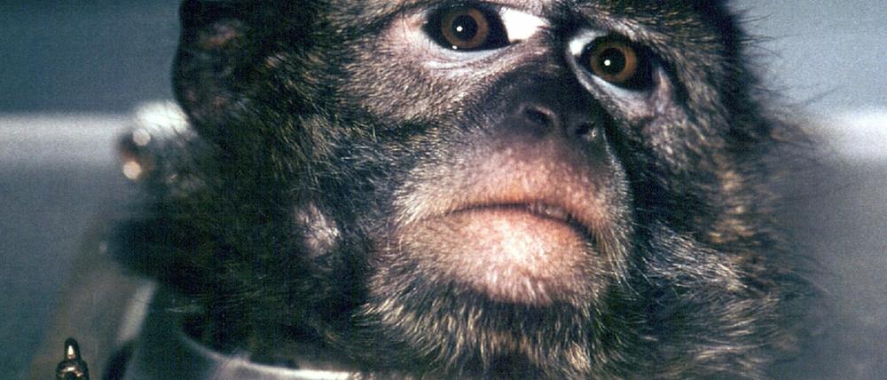 Affe