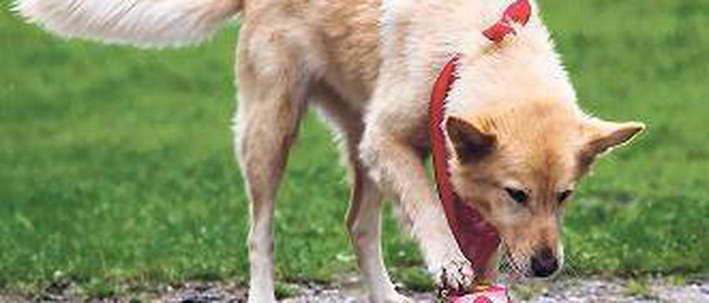 Dieser Hund ist froh gestimmt, glaubt man den Wissenschaftlern. Foto: dpa