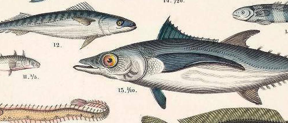 Geschleudert und geschreddert. Da der Fisch keinen Cortex hat, wird er als reine „Reflexmaschine“ betrachtet. Zu Unrecht, sagt der Philosoph Markus Wild.