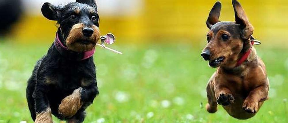 Berliner Tierärzte berichten von Hunden, die an den Folgen des Verzehrs von Junkie-Kot leiden.