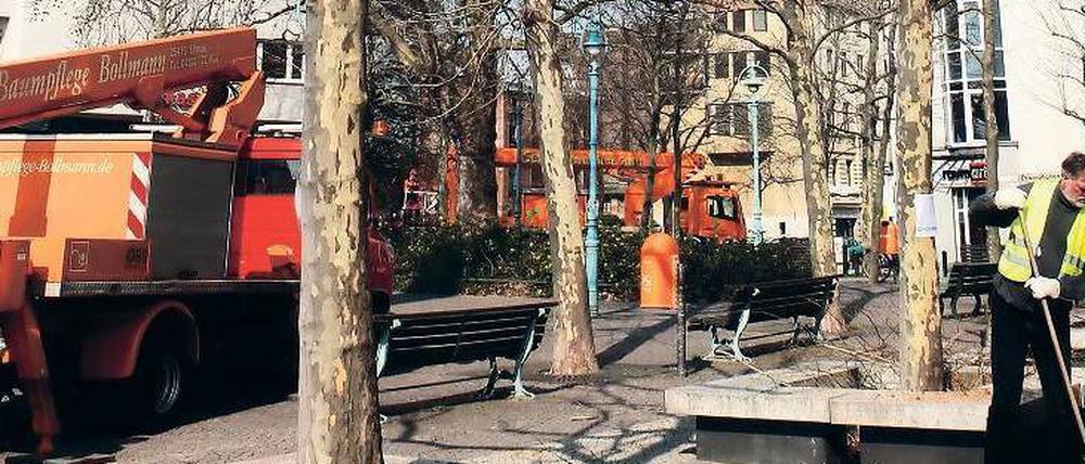 Nach dem starken Rückschnitt treiben die Platanen schnell wieder aus. Ob sie dadurch auf lange Sicht eher gestärkt oder geschwächt werden, ist umstritten. Mit stadtweit 26 000 Exemplaren sind Platanen die vierthäufigste Baumart an Berlins Straßen.