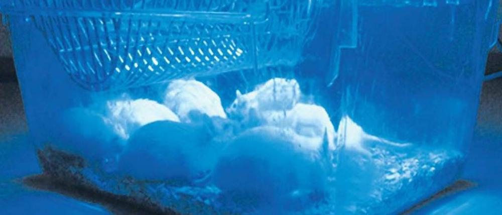 Blaupause. Unter der Haut dieser an Diabetes erkrankten Mäuse befinden sich winzige Kapseln mit Millionen genetisch veränderter Zellen. Nur unter Bestrahlung der blauen LED-Leuchten produzieren sie das Eiweiß GLP-1, das ihnen hilft, den Glucosespiegel im Blut zu regulieren.