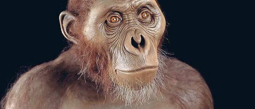 Schon frühe Vorfahren des Menschen wie Australopithecus afarensis (Rekonstruktion) nutzten offenbar Steine, um Fleisch zu schneiden.