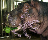 Am 1. Januar 2006 gibt der Zoo bekannt, dass Bulette eingeschläfert werden musste. Die Nilpferddame war mit 53 Jahren die älteste ihrer Art und Mutter von über 20 Nachkommen. Quelle: Foto: dpa