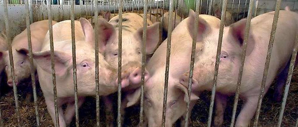 Glücklich oder unglücklich vor dem Schlachten? Das ist nicht die Frage.