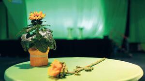 Den Grünen in Mecklenburg-Vorpommern droht im kommenden Jahr eine Wahlschlappe.