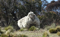 Freilaufendes Merino-Schaf von eigener Wolle bedroht