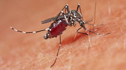 Mit steigenden Temperaturen kommen neue Viren, die zum Beispiel durch die Asiatische Tigermücke übertragen werden.