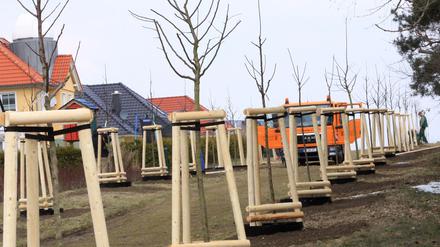 Neben öffentlichen Baumpflanzungen werden auch gratis junge Bäume für Privatgrundstücke zur Verfügung gestellt.