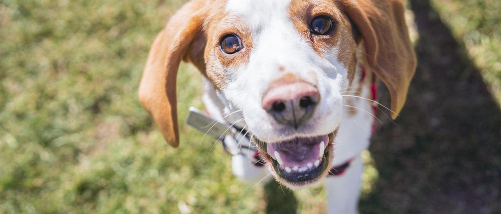 Ein Beagle gilt als besonders guter Schnüffler.