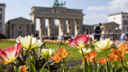 Blick auf das Brandenburger Tor, mit blühenden bunten Tulpen im Vordergrund.
