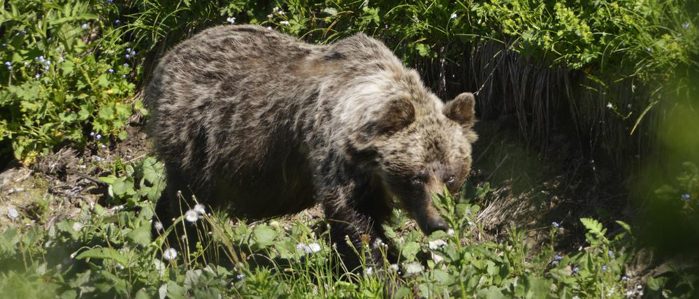 Aufnahme eines Braunbären in der Slowakei.