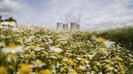 Wiesenblumen vor Kühltürmen: Das Atomkraftwerk Temelin in Tschechien.