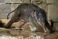 Elefantenbaby im Tierpark Friedrichsfelde Quelle: Foto: ddp