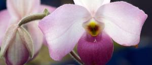 Unlängst „Orchidee der Woche“: Paphiopedilum Ho Chi Minh.