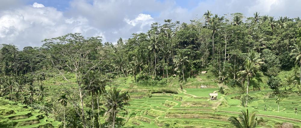 Blick auf die berühmten Reisfelder. Ab kommendem Jahr müssen Touristen bei der Einreise auf die indonesische Urlaubsinsel Bali eine Gebühr von zehn US-Dollar (neun Euro) pro Person zahlen. 