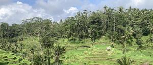 Blick auf die berühmten Reisfelder. Ab kommendem Jahr müssen Touristen bei der Einreise auf die indonesische Urlaubsinsel Bali eine Gebühr von zehn US-Dollar (neun Euro) pro Person zahlen. 