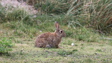 Angesichts einer Kaninchenplage sorgt ein Bürgermeister in Südfrankreich mit einer ungewöhnlichen Kampagne für Wirbel. 