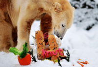 5.12.2010. Im Dezember feierte Berlins beliebter Eisbär Knut seinen vierten Geburtstag mit einer Torte aus den verschiedensten Zutaten. Hier ein Rückblick auf sein Leben in Bildern. Quelle: Foto: AFP