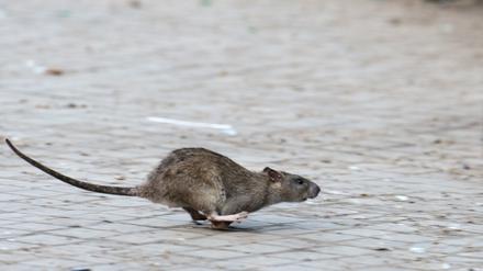 Eine Ratte läuft, aufgeschreckt durch die Aufräumabeiten der Stadtreinigung. 