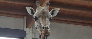 Auf dem Bild ist die Giraffe Maud im Tierpark Berlin nach ihrer Ankunft zu sehen. Zwei neue Rothschild-Giraffen sind in den Tierpark Berlin gekommen. Die Giraffen-Damen heißen Maud und Katharina.