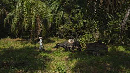 Ein Arbeiter bringt im Nordosten Kolumbiens Palmöl-Zweige mit einem Ochsenkarren zur Weiterverarbeitung.