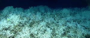 Dichte Felder von Lophelia pertusa, einer häufigen riffbildenden Koralle, die auf den Hügeln des Blake-Plateaus zu finden sind. 