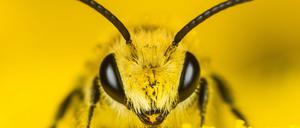 Viele Wildbienen wie diese Seidenbiene finden auf monotonen Agrarflächen keinen Lebensraum mehr. 