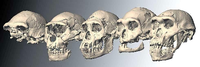 Various The five skulls of early humans that were found in Dmanisi, Georgia, you are about 1.8 million years old Photo:... Ponce de León / Zollikofer / University Zurich