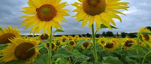 In Mecklenburg-Vorpommern gibt es deutlich mehr Sonnenblumen als Grünen-Mitglieder. 