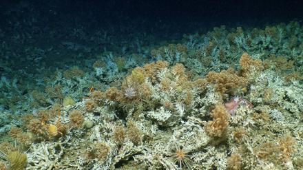 Auf diesem von der Woods Hole Oceanographic Institution zur Verfügung gestellten Bild ist ein neu entdecktes, weitgehend unberührtes Korallenriff zu sehen.