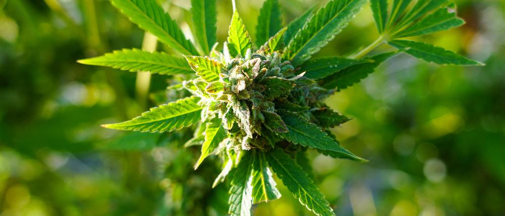 Eine Cannabis-Pflanze. 
