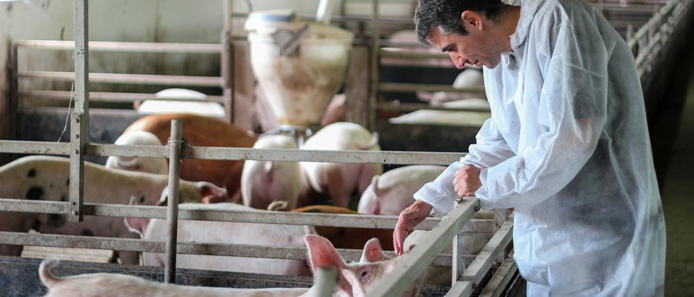 Das Praktikum in einem Fleischereibetrieb ist für Studierende der Veterinärmedizin in Deutschland verpflichtend. Für viele eine grauenvolle Vorstellung.