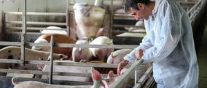 Intensive pig farming. Veterinarian doctor wearing protective suit.
Tierarzt, Schweine