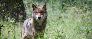 Eine ausgewachsener weiblicher Wolf steht in seinem Gehege im Tierpark Eekholt in Schleswig-Holstein.