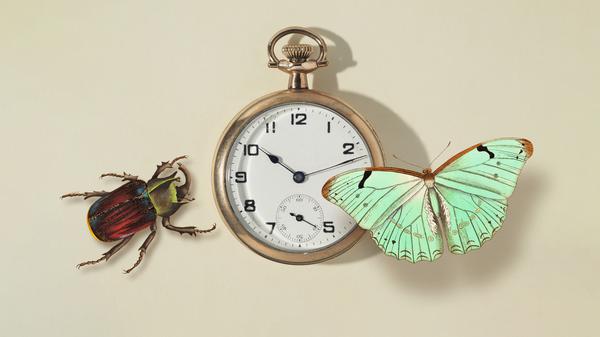 Der Insektenforscher George Vernon Hudson war der erste sicher dokumentierte Verfechter einer Zeitumstellung (Illustration).