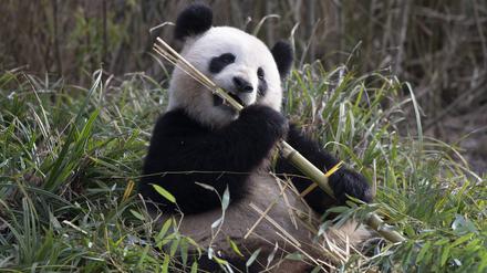 Panda-Dame Meng Meng läßt es sich im Zoo Berlin schmecken.