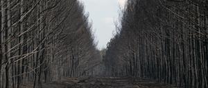 Abgebrannt. Ein Stück Wald in Brandenburg. Das Bild eines Forstes soll Rebreanus Roman inspiriert haben.