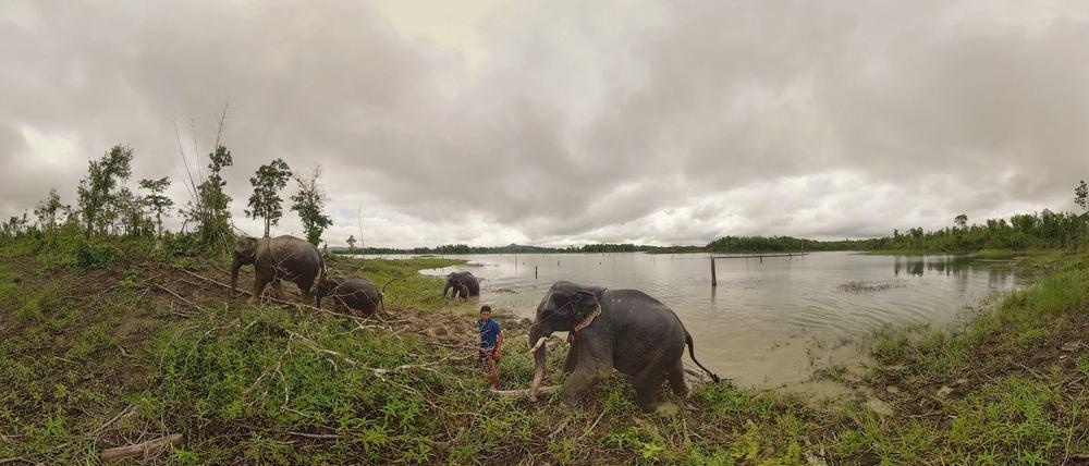 Filmstill aus „Omni“: Arbeitselefanten in Myanmar.