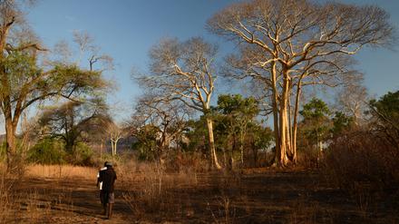 Zwei Afrikaner auf Honigsuche in Mosambiks Steppen.
