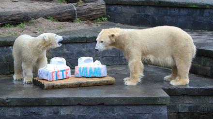 Zwei Eisbären feiern Geburtstag im Zoo von Rostock: Am 3. Dezember 2015 wurde Fiete ein Jahr alt, seine Mutter Vilma 13.  