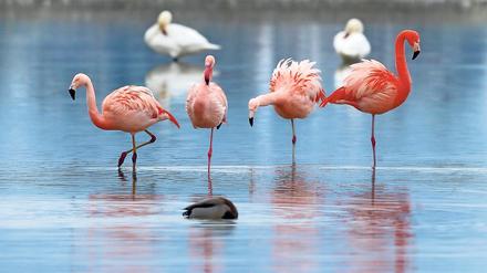 Der Flamingo, schönes Tier und Deckname für eine Spionageaktion in Kate Atkinsons Roman.