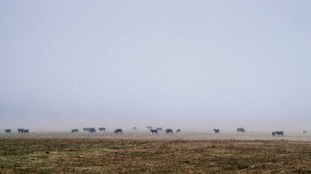 Rinder auf einer australischen Weide