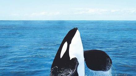 Aus mythischen Tiefen. Stefano D’Arrigos Epos spielt in der Meerenge von Messina, hier die titelgebende „Orca“, ein Killerwal Foto: Imago