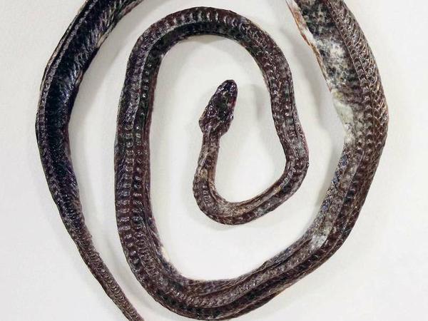 Auch diese tote Schlange aus Namie in der Präfektur Fukushima untersuchten der Fotograf und der Forscher. 