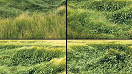 Wellengang: In Gabriele Kostas' Fotoarbeit "Felder" hinterlässt der Wind seine Spurn und drückt die Halme nieder. Hier ein Ausschnitt aus dem eigentlich neunteiligen Werk. 