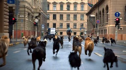 Jagdszenen aus Budapest. Die Hunde sind los!