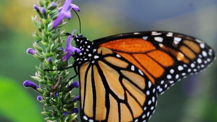 Das beliebteste Wort: Schmetterling. Ein Monarchfalter, um genau zu sein