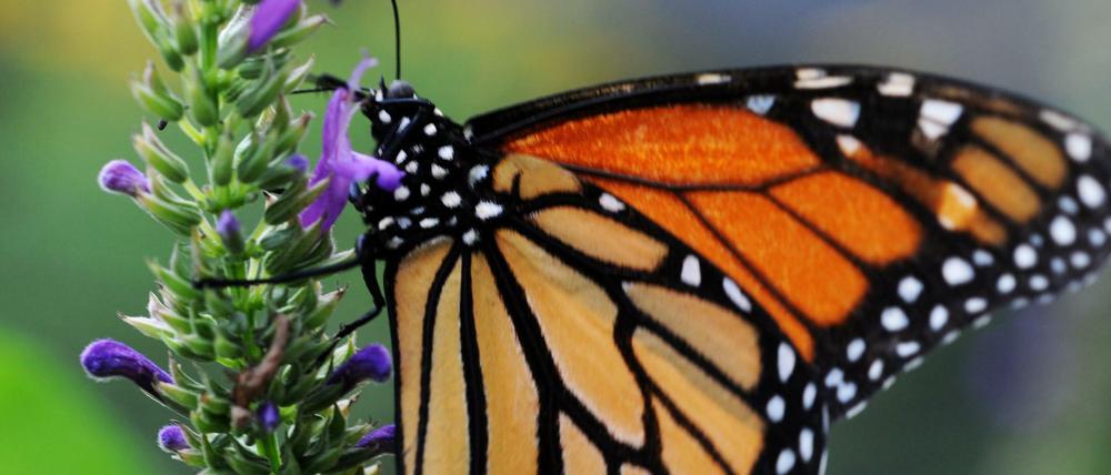 Das beliebteste Wort: Schmetterling. Ein Monarchfalter, um genau zu sein